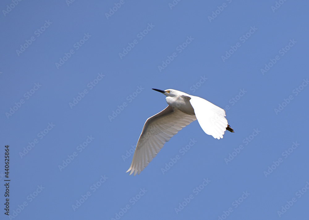 Great egret flying against a clear blue sky Great egret flying against a clear blue sky