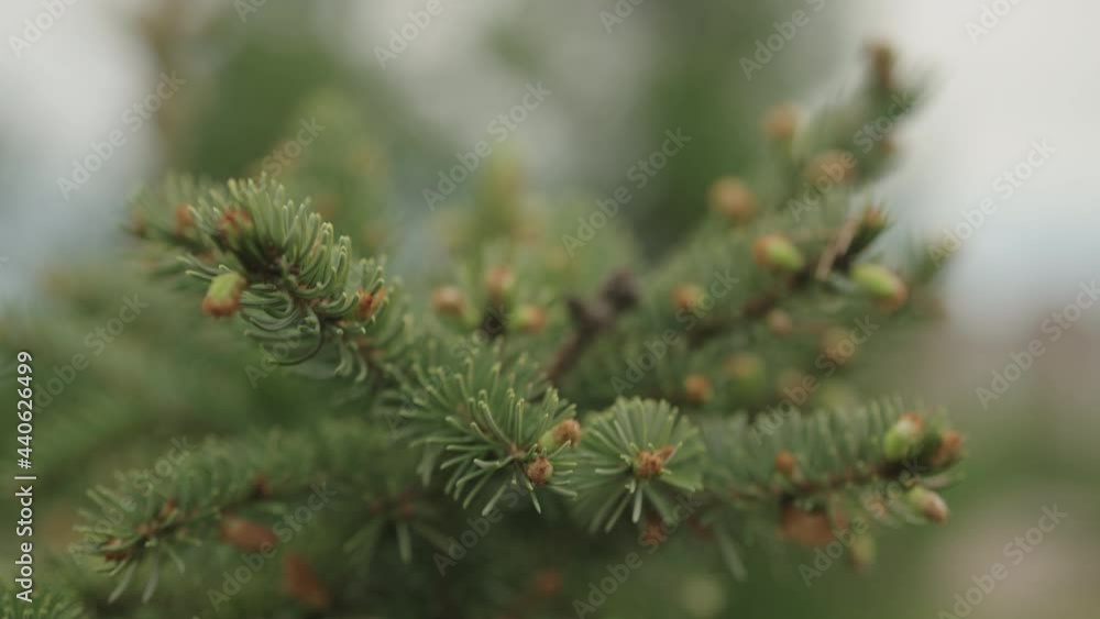 Slow motion gimbal shot of yong spruce branches Slow motion gimbal shot of yong spruce branches