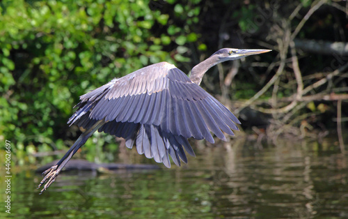 One great blue heron fly low over water