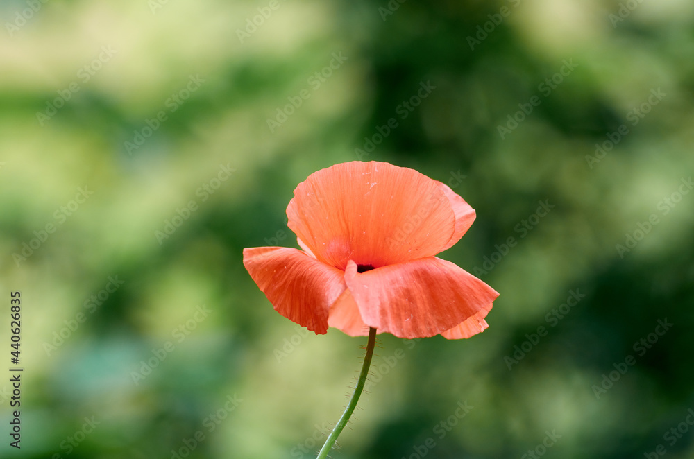 Photo of single red poppy flower
