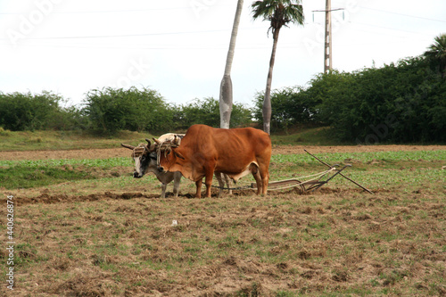 фотографія Pair of zebus plowing the land in Pinar del Río, Cuba