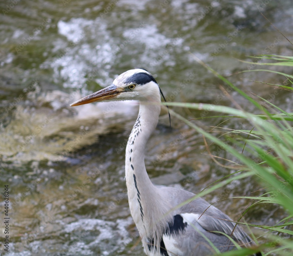 Reiher Reiher