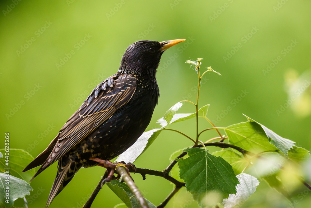 Selective focus photo. Starling bird on tree. Selective focus photo. Starling bird on tree.
