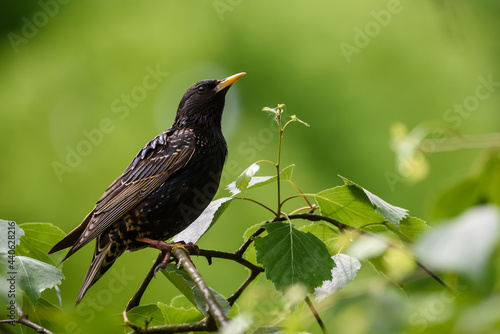 Selective focus photo. Starling bird on tree.