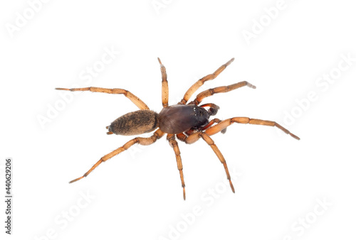 Ground spider isolated on white background, Haplodrassus sp.
