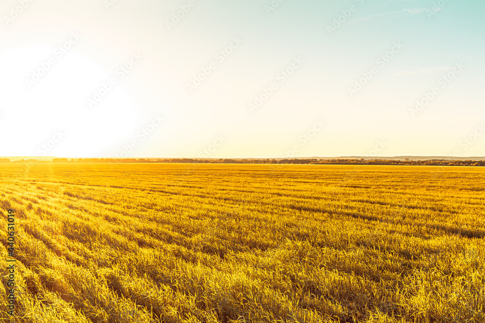 field with grass in golden summer flowers nature