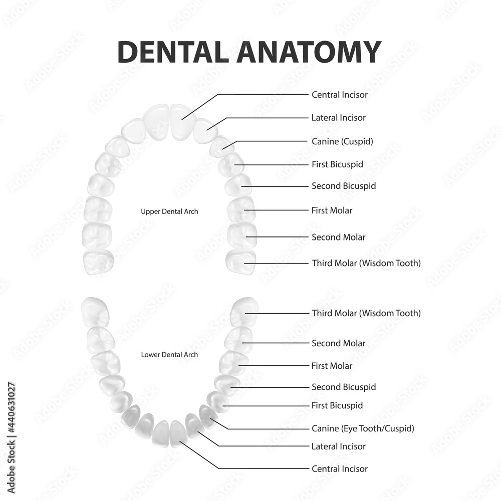 Vector 3d Realistic Teeth, Upper, Lower Adult Jaw, Top View. Anatomy