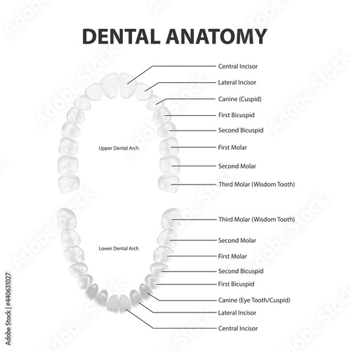 Vector 3d Realistic Teeth, Upper, Lower Adult Jaw, Top View. Anatomy Concept. Orthodontist Human Teeth Scheme Isolated. Medical Oral Health. Design Template of Prosthetics, Veneers