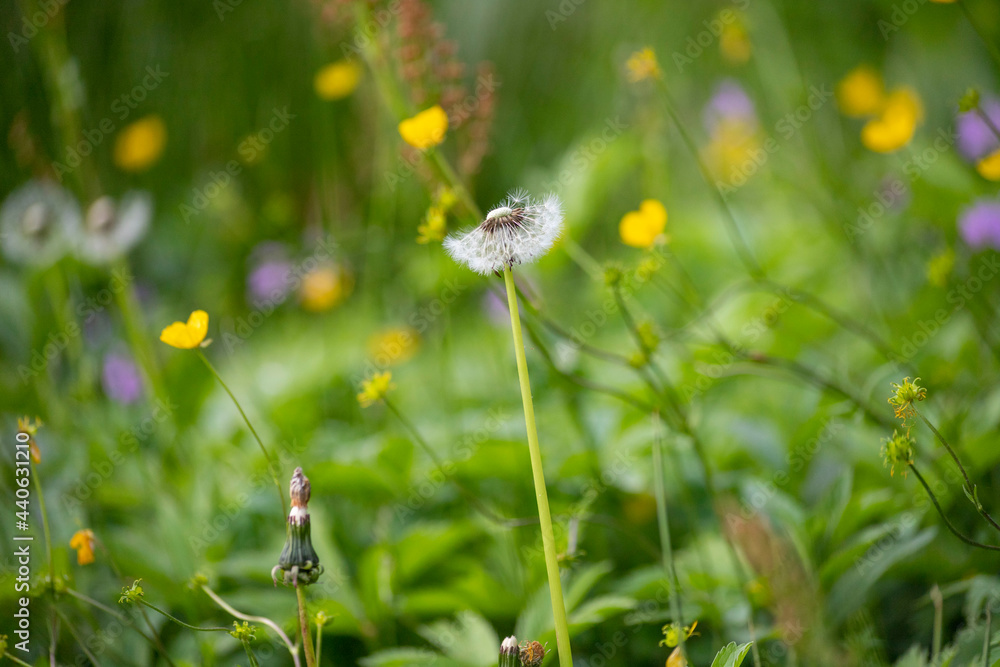 Ranunculus acris or buttercups. Common names include meadow buttercup, tall buttercup, common buttercup and giant buttercup. Ranunculus acris or buttercups. Common names include meadow buttercup, tall buttercup, common buttercup and giant buttercup.