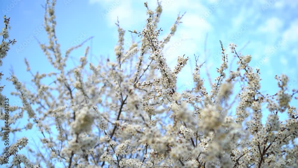 Moving frame, from below that reveals the spring flowers in the tree, white flowers in contrast with the blue sky. 4k portrait Moving frame, from below that reveals the spring flowers in the tree, white flowers in contrast with the blue sky. 4k portrait