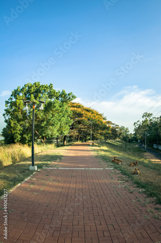 A walking path lined with trees.
