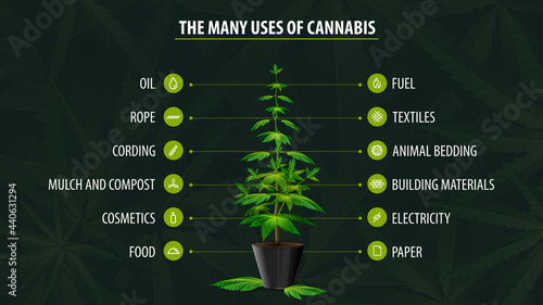 Many uses of hemp, poster with infographic of uses of cannabis and greenbush of cannabis plant on green background with cannabis leafs