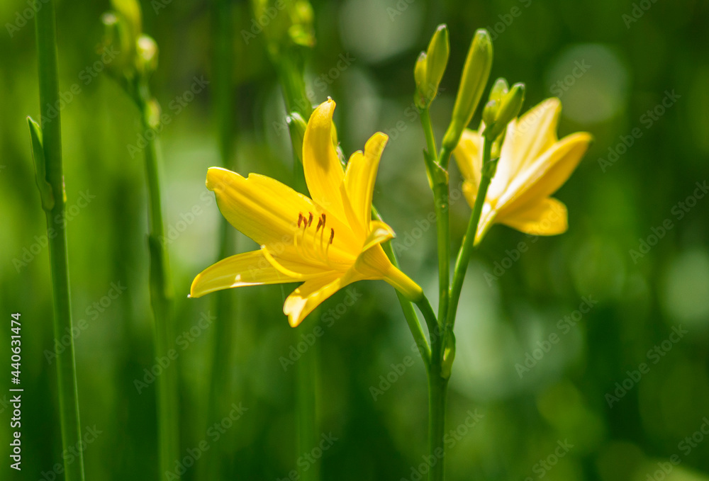 Fototapeta premium Liliowiec – Hemerocallis