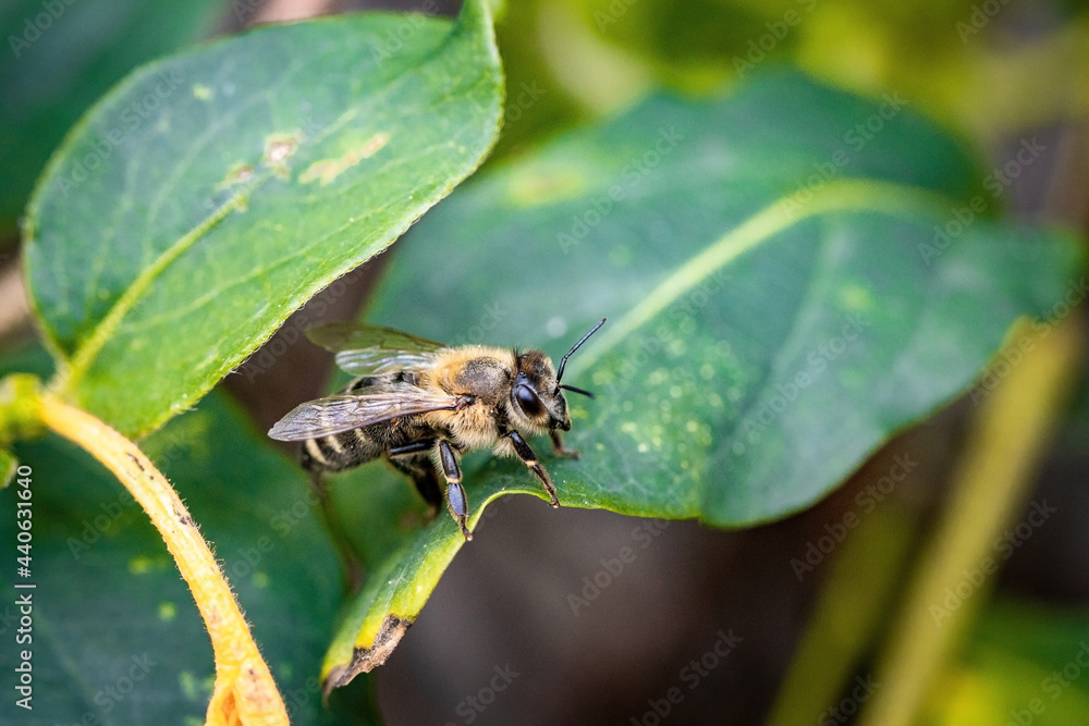 Bee on a white flower collecting pollen and nectar for the hive Bee on a white flower collecting pollen and nectar for the hive