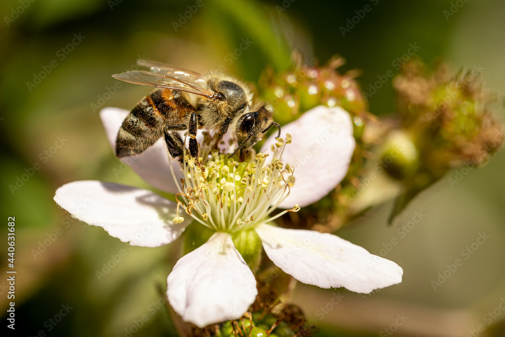 Bee on a white blackberry flower collecting pollen and nectar for the hive