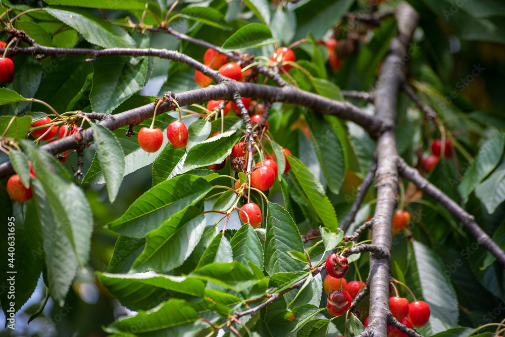 Sour cherry fruits hanging on branch