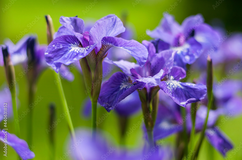 Kosaciec Syberyjski Irys - Iris Sibirica Kosaciec Syberyjski Irys - Iris Sibirica