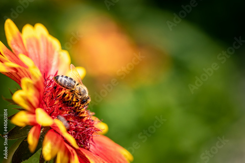 Bee on a orange flower collecting pollen and nectar for the hive