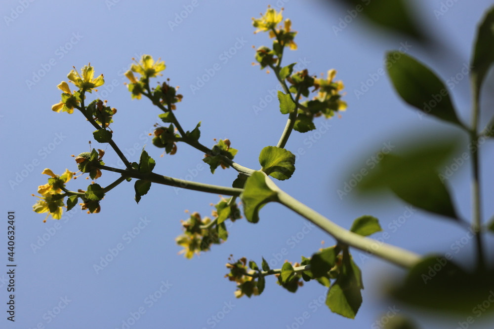 Fototapeta premium Low angle yellow little flower. Simple shot, simple garden. Routine things
