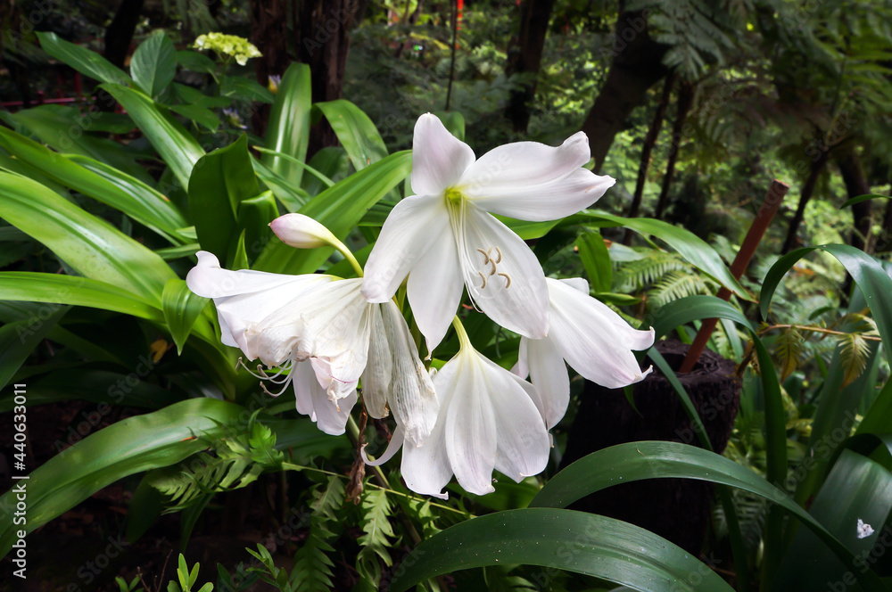 Fototapeta premium White flowers of Amaryllis (Belladonna Lily) in Tropical garden in Funchal, Madeira.