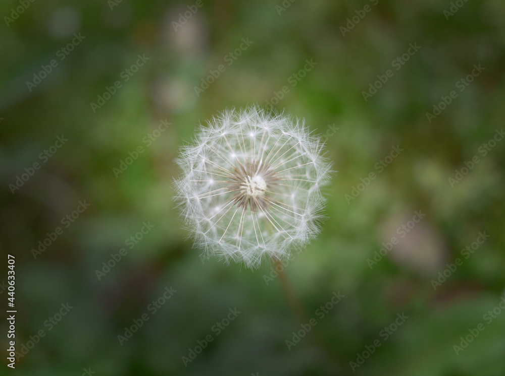A single little tampopo grass flower in the nature A single little tampopo grass flower in the nature
