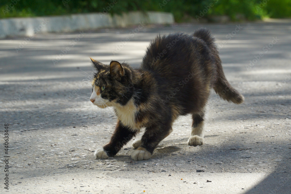 The multicolored cat has reared and bristled and is ready to fight back or run away. The multicolored cat has reared and bristled and is ready to fight back or run away.