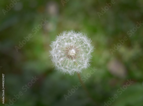 A single little tampopo grass flower in the nature