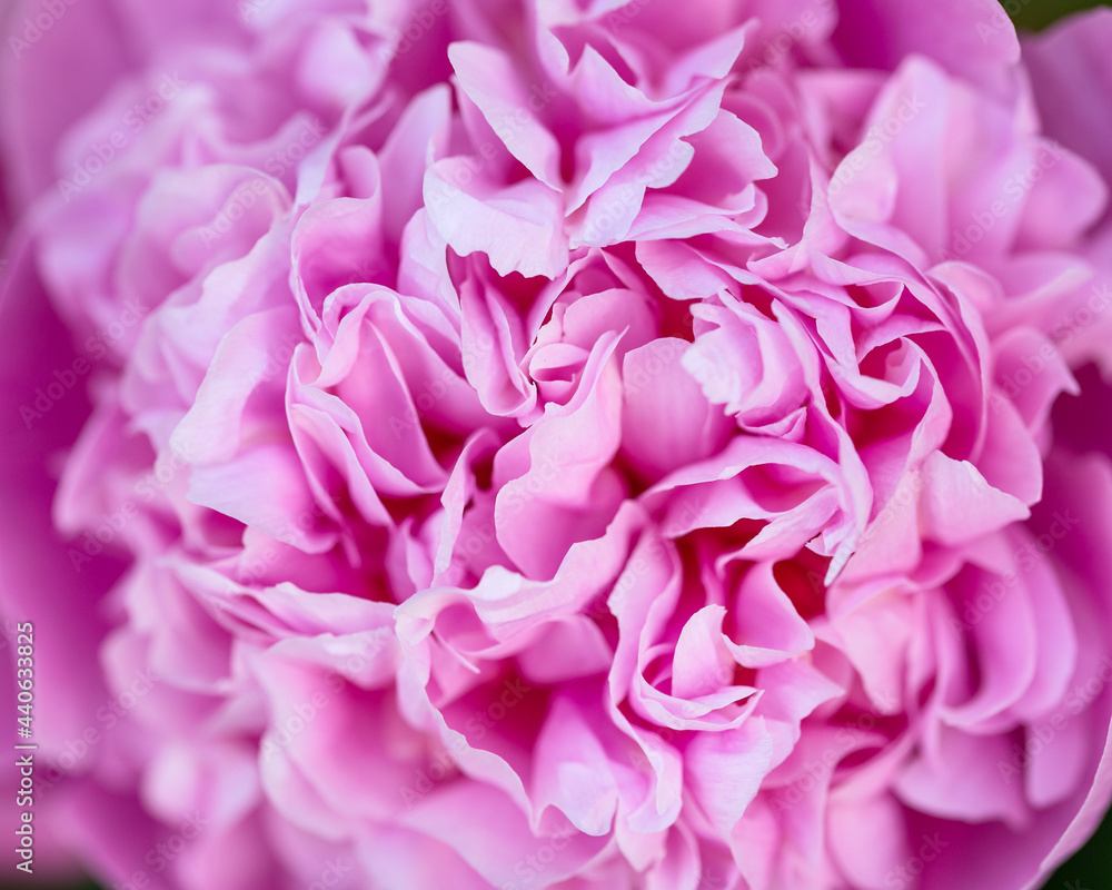 Fototapeta premium Paeonia lactiflora Sarah Bernhardt Peony flowers in spring garden