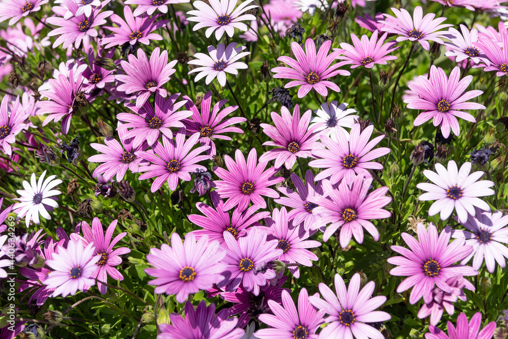 Flowering osteospermum plant with purple flower bloom on spring field, daisies Flowering osteospermum plant with purple flower bloom on spring field, daisies