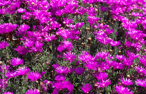 Purple daisy-like trailing ice plant delosperma flowers ground cover, iceplant photo