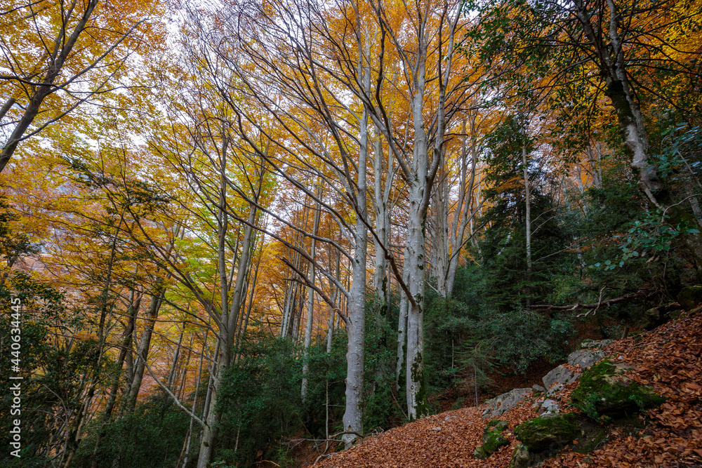 Autumn beech forest in Ordesa and Monte Perdido National Park, Spain