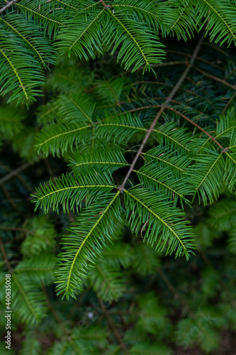 fir tree