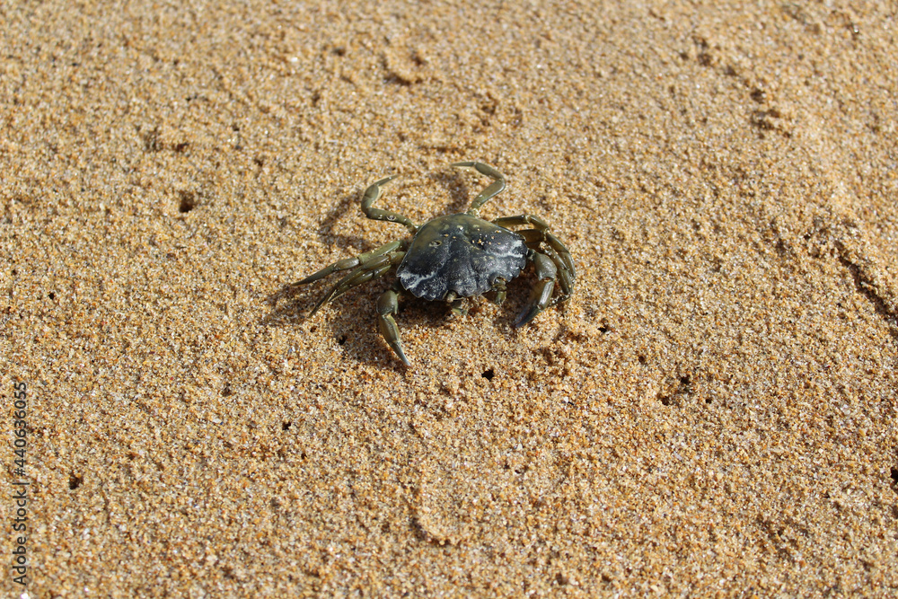 Crabe sur le sable