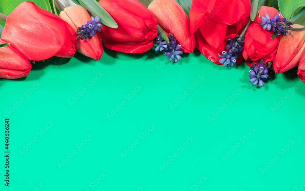 Naklejka premium Green horizontal banner with place for text copy space. On a background of red and pink flowers tulips.
