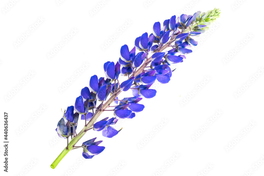 Fototapeta premium blue lupine on a white isolated background