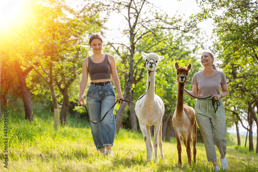Zwei Frauen machen Spaziergang mit Alpakas im Sommer - obrazy, fototapety, plakaty 