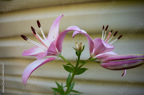 Fresh Blossoming Tiger Lillies In The Summer