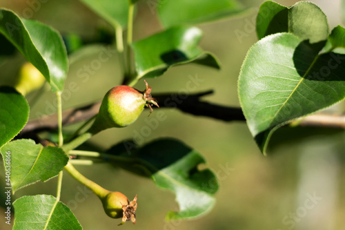 Garden unripe pears on a branch with green leaves. Close-up
