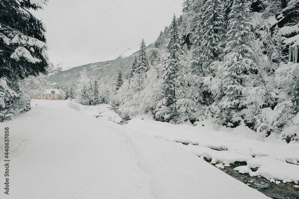 Obraz premium snow covered trees