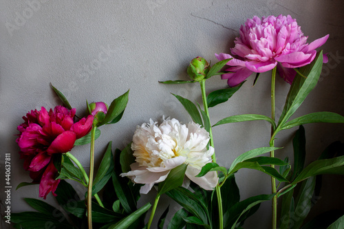 Peony flower. Multicolored peonies on a gray textured background. Blooming background. Copy space