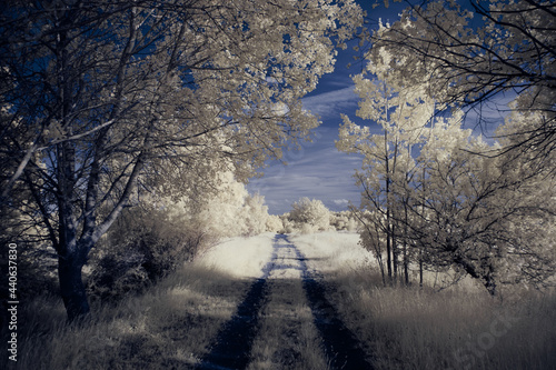infrared photography - surreal ir photo of landscape with trees under cloudy sky - the art of our world and plants in the invisible infrared camera spectrum © klickit24