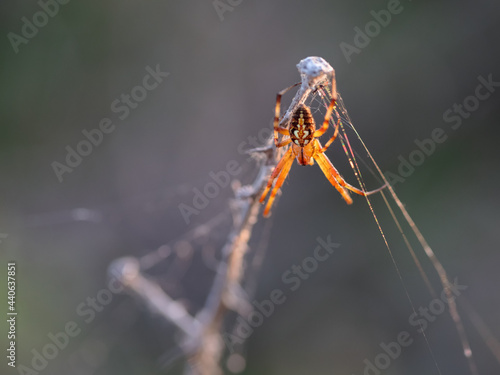 Wallpaper Mural Spider in their natural environment. Torontodigital.ca