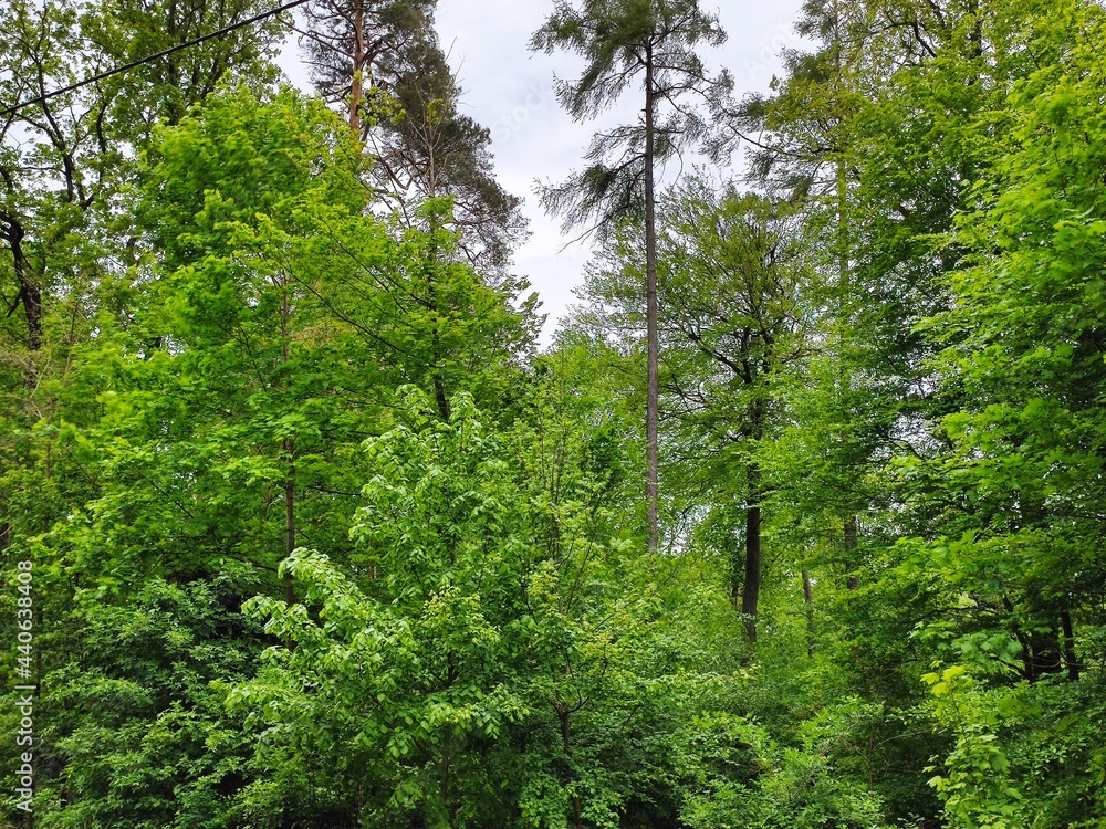 Fototapeta premium forest in the morning