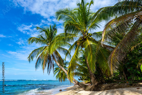 Tropical beach. Peaceful Caribbean beach with palm tree. Bastimentos Island, Bocas del Toro, Central America, Panama. © Curioso.Photography