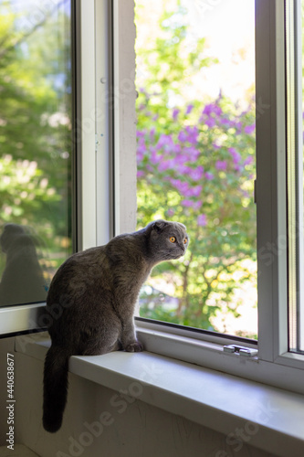 The scottish fold cat sits on the windowsill and looks out the window