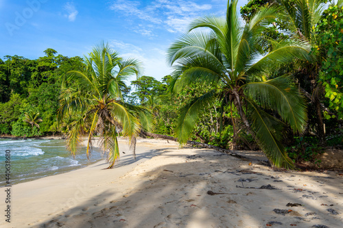 Fototapeta Naklejka Na Ścianę i Meble -  Tropical beach. Peaceful Caribbean beach with palm tree. Bastimentos Island, Bocas del Toro, Central America, Panama.