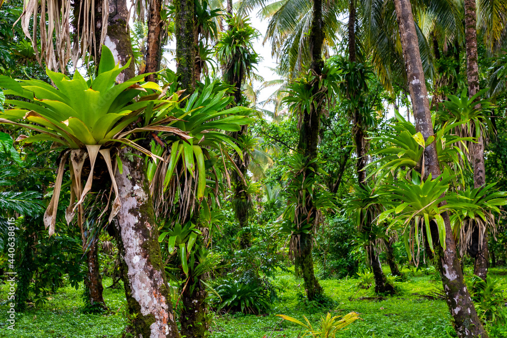Tropical Caribbean island with lush vegetation in the marine park of  Bastimentos, Cayos Zapatilla, Bocas del Toro, Panama. Stock Photo | Adobe  Stock