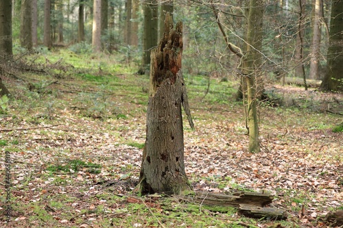 Samotny, spróchniały pień drzewa w lesie / A lonely rotten tree trunk in the forest
