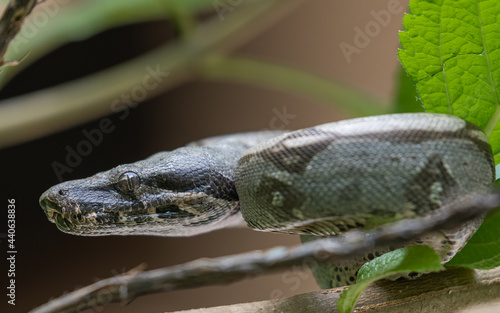 close up of a boa constrictor