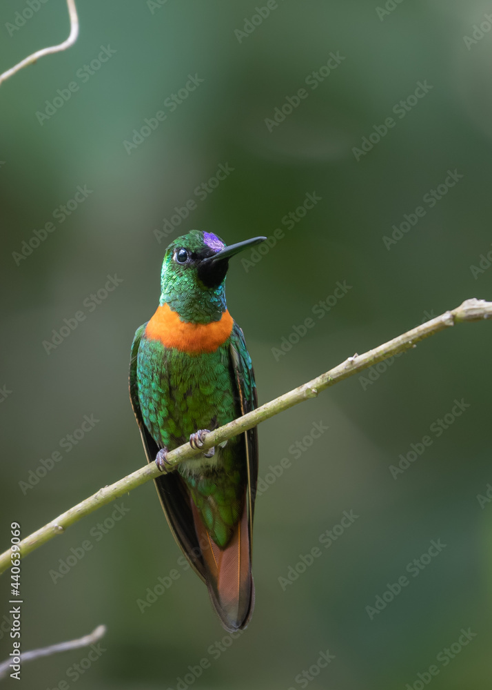 Fototapeta premium portrait of gould's jewelfront hummingbird